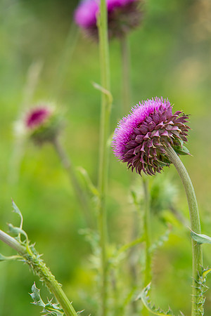 Wildflowers at the BYU-Idaho Outdoor Learning Center.