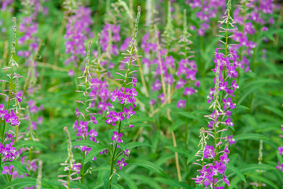 Wildflowers at the BYU-Idaho Outdoor Learning Center.
