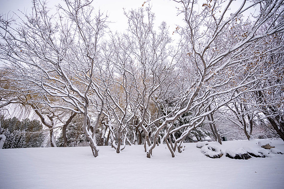 Snowfall on Campus - Feb 2026