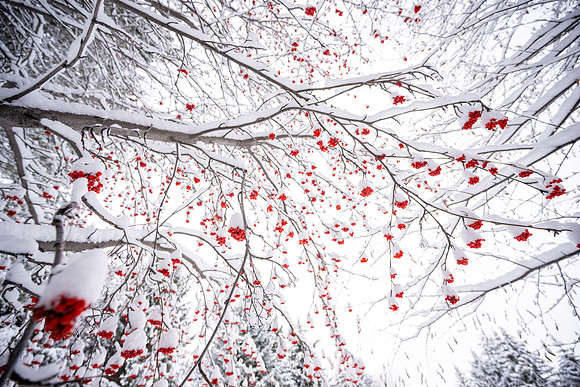 Snowfall on Campus - Feb 2026