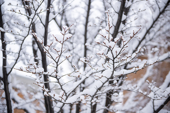 Snowfall on Campus - Feb 2026