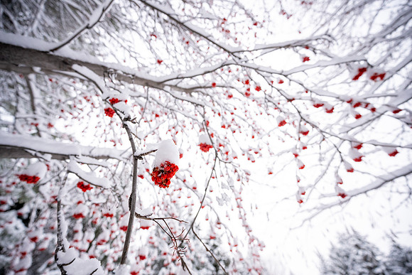 Snowfall on Campus - Feb 2026