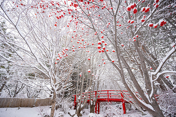 Snowfall on Campus - Feb 2026