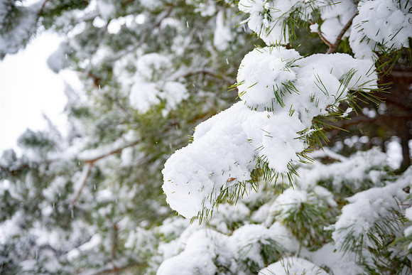 Snowfall on Campus - Feb 2026