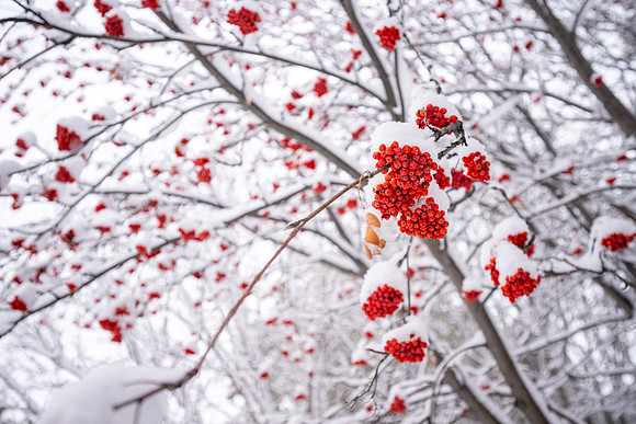 Snowfall on Campus - Feb 2026