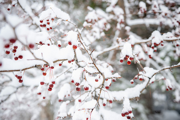 Snowfall on Campus - Feb 2026