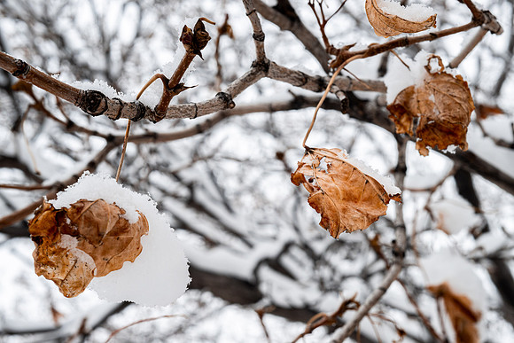 Campus Snow Day - Feb 2026
