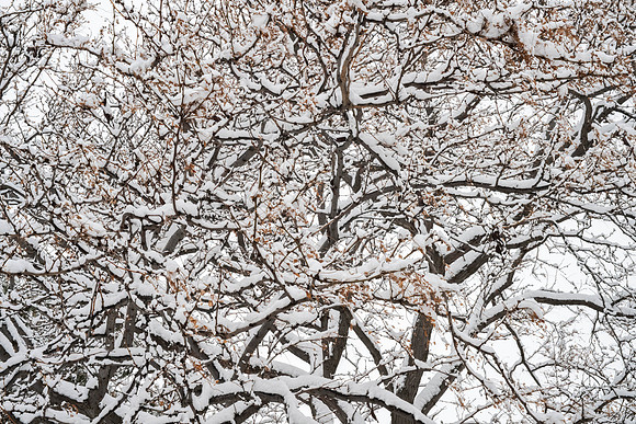 Campus Snow Day - Feb 2026