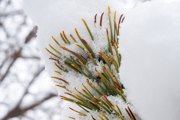 Campus Snow Day - Feb 2026