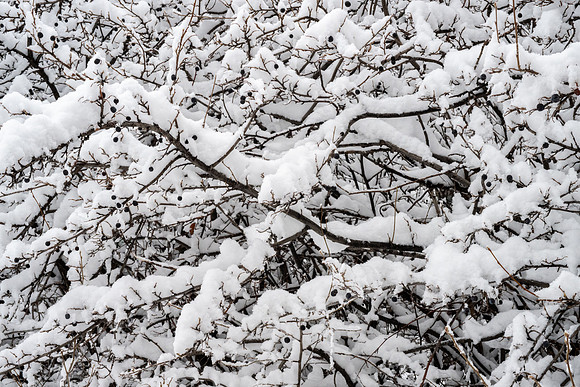 Campus Snow Day - Feb 2026