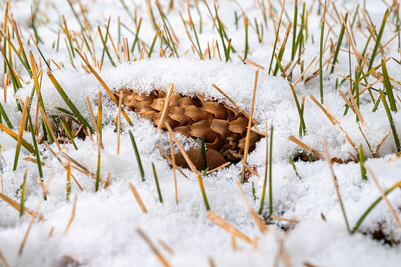 Campus Snow Day - Feb 2026
