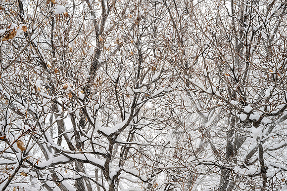 Campus Snow Day - Feb 2026