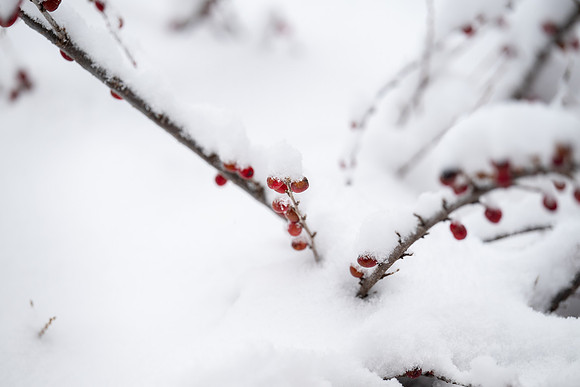 BYUI Snow - Feb 2026