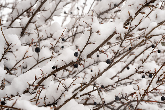 Snow Photos- Feb 2026