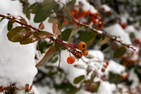 Snow Photos- Feb 2026