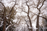 Snow Photos- Feb 2026