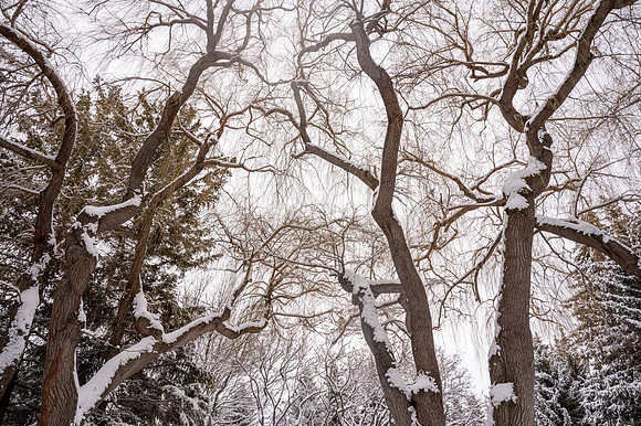 Snow Photos- Feb 2026