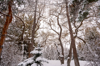 Snow Photos- Feb 2026
