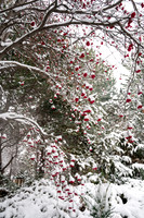 Snow Photos- Feb 2026