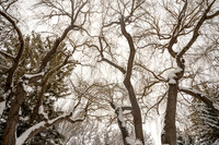 Snow Photos- Feb 2026