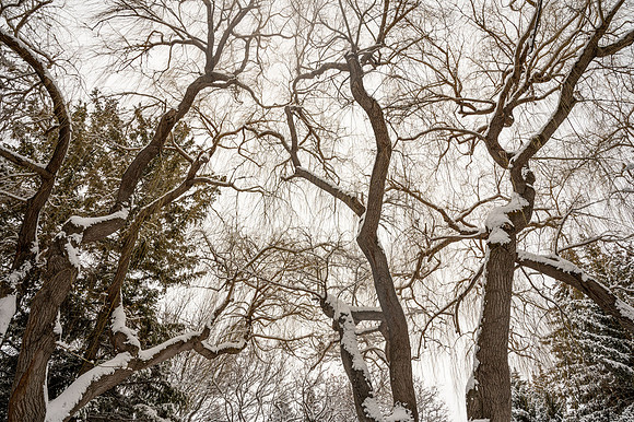 Snow Photos- Feb 2026
