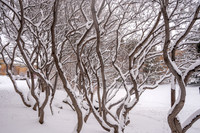 Snow Photos- Feb 2026