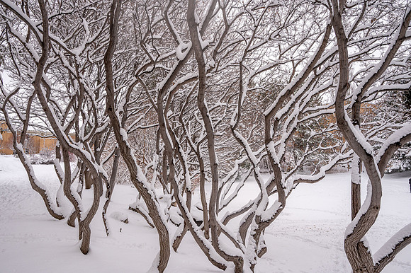 Snow Photos- Feb 2026