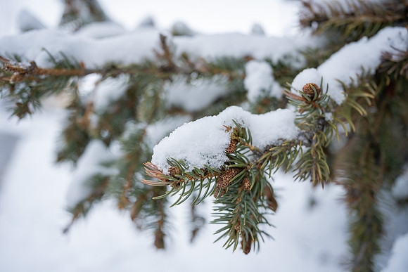 Snow Day - Feb. 2026