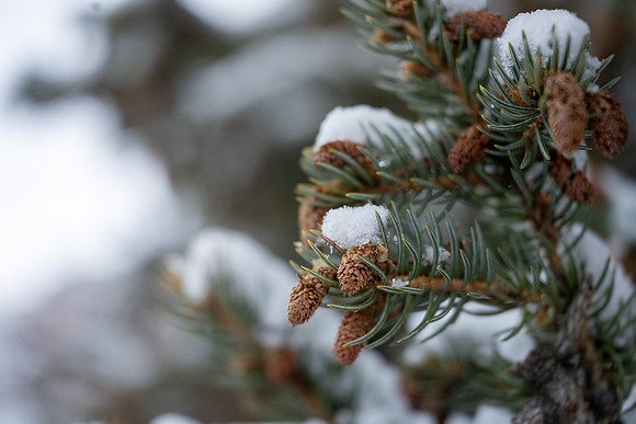 Snow Day - Feb. 2026