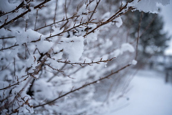 Snow Day - Feb. 2026