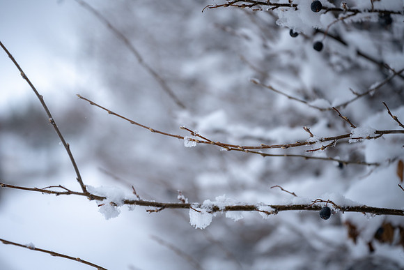 Snow Day - Feb. 2026