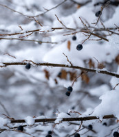 Snow Day - Feb. 2026