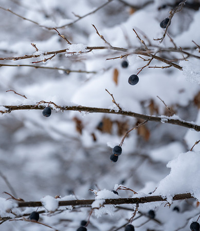 Snow Day - Feb. 2026
