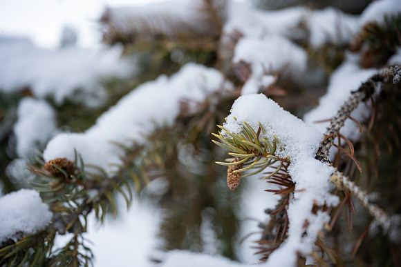 Snow Day - Feb. 2026