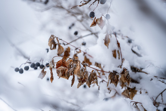 Snow Day - Feb. 2026