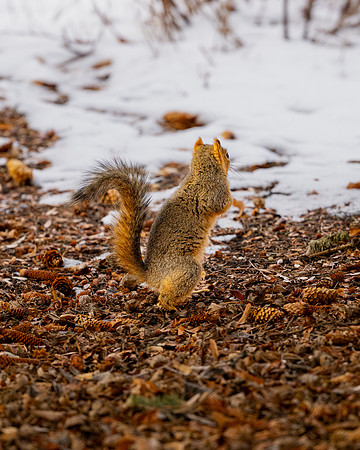 Animals on Campus - Feb 2026