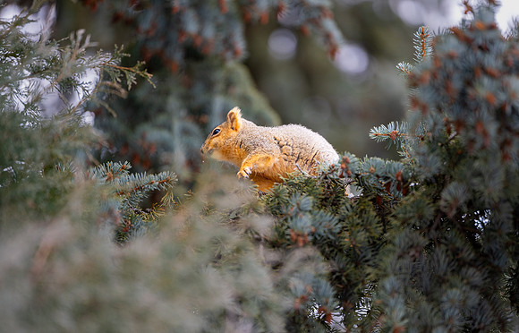 Animals on Campus - Feb 2026