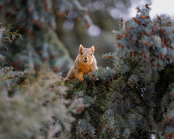 Animals on Campus - Feb 2026