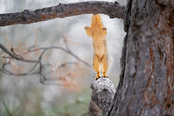 Animals on Campus - Feb 2026