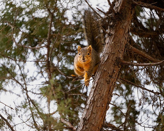 Animals on Campus - Feb 2026