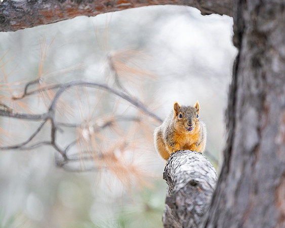 Animals on Campus - Feb 2026
