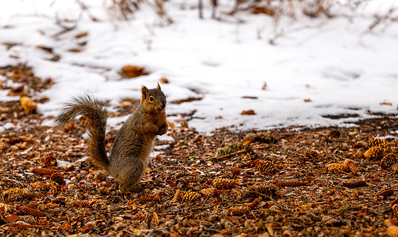 Animals on Campus - Feb 2026