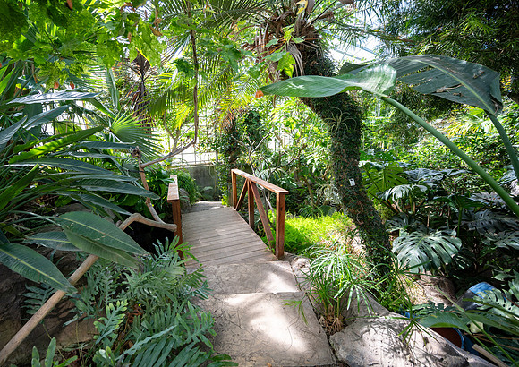 Jungle Room - Mar 2026