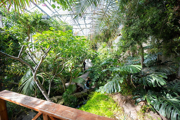 Jungle Room - Mar 2026