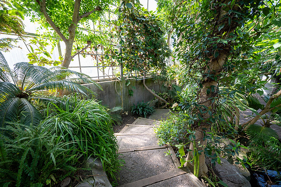 Jungle Room - Mar 2026