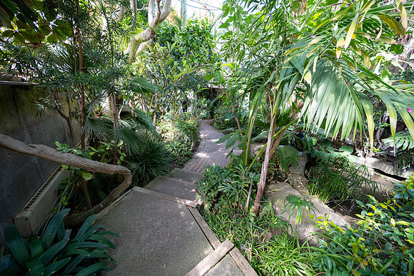 Jungle Room - Mar 2026