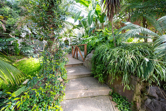 Jungle Room - Mar 2026