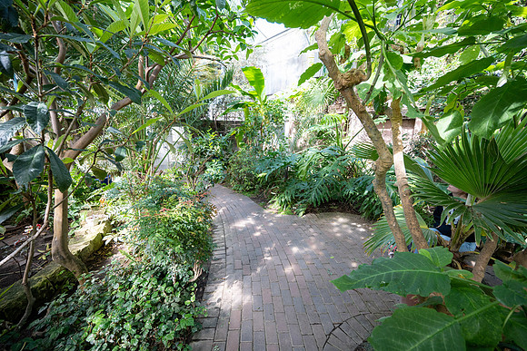 Jungle Room - Mar 2026