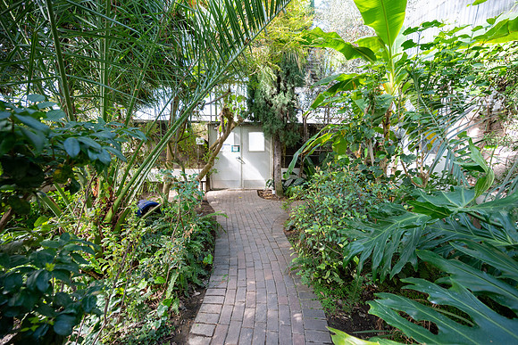 Jungle Room - Mar 2026