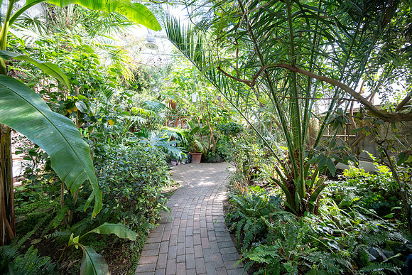 Jungle Room - Mar 2026